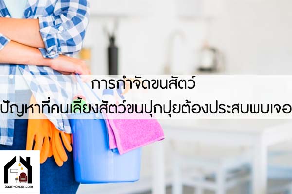 การกำจัดขนสัตว์ ปัญหาที่คนเลี้ยงสัตว์ขนปุกปุยต้องประสบพบเจอ #ของแต่งบ้าน