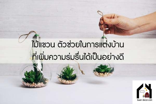 ไม้แขวน ตัวช่วยในการแต่งบ้านที่เพิ่มความร่มรื่นได้เป็นอย่างดี #ของแต่งบ้าน