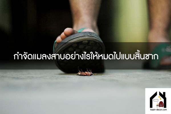 กำจัดแมลงสาบอย่างไรให้หมดไปแบบสิ้นซาก 