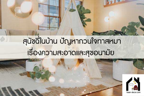 สุนัขฉี่ในบ้าน ปัญหากวนใจทาสหมาเรื่องความสะอาดและสุขอนามัย 