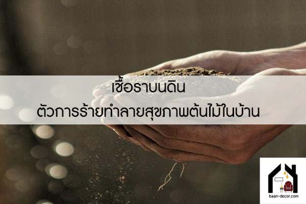 เชื้อราบนดิน ตัวการร้ายทำลายสุขภาพต้นไม้ในบ้าน 